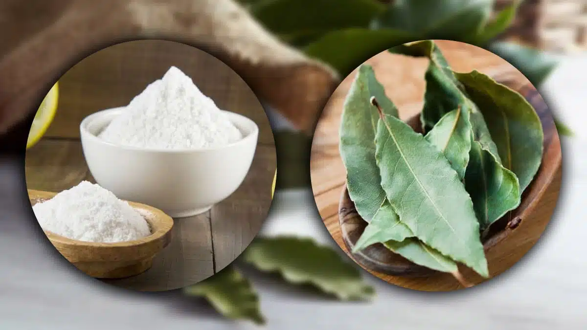 Feuilles de laurier et bicarbonate de soude