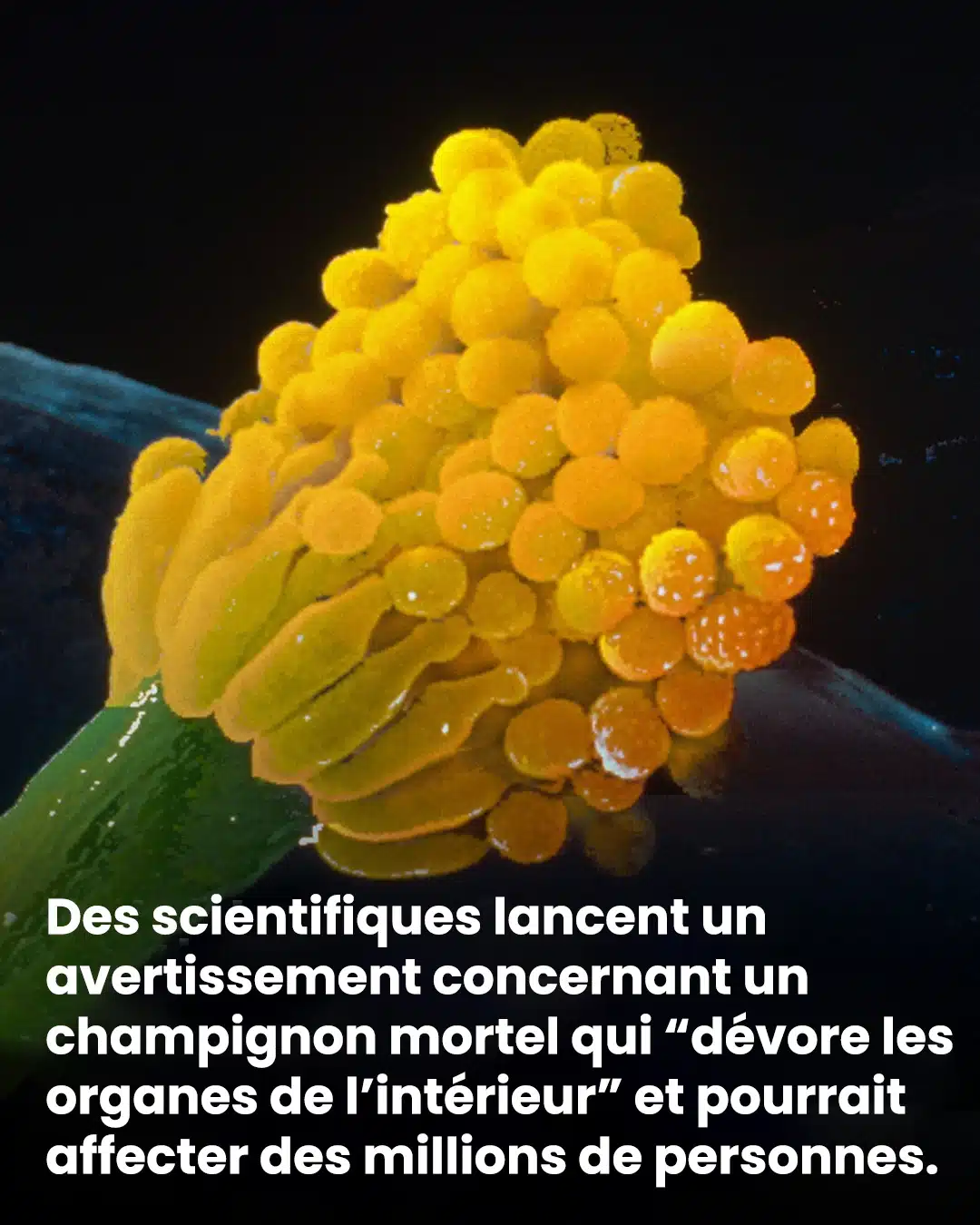 Ce que cache la poussière de nos maisons : focus sur un micro-organisme qui inquiète
