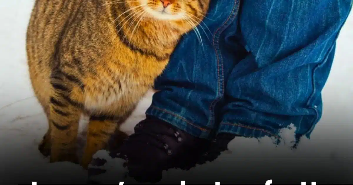Ce que cela signifie lorsqu'un chat se frotte contre vous