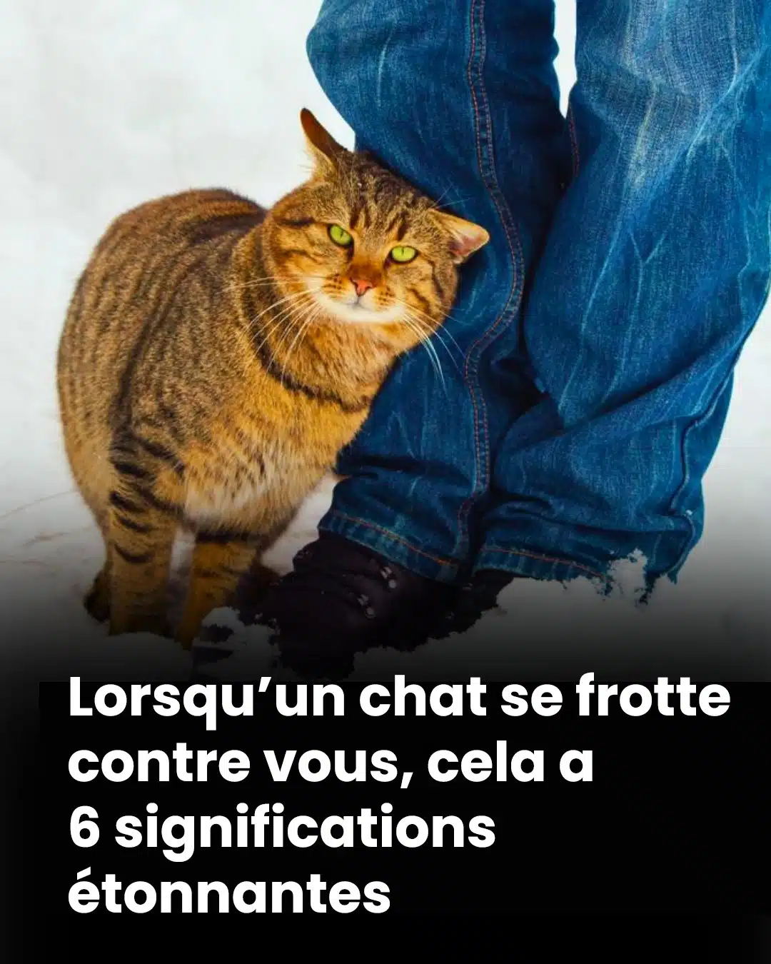 Ce que cela signifie lorsqu'un chat se frotte contre vous