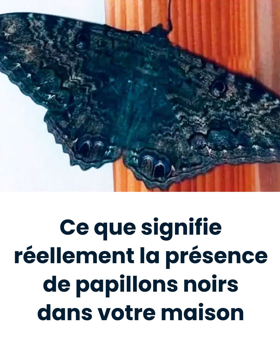 Ce que signifie réellement la présence de papillons noirs dans votre maison