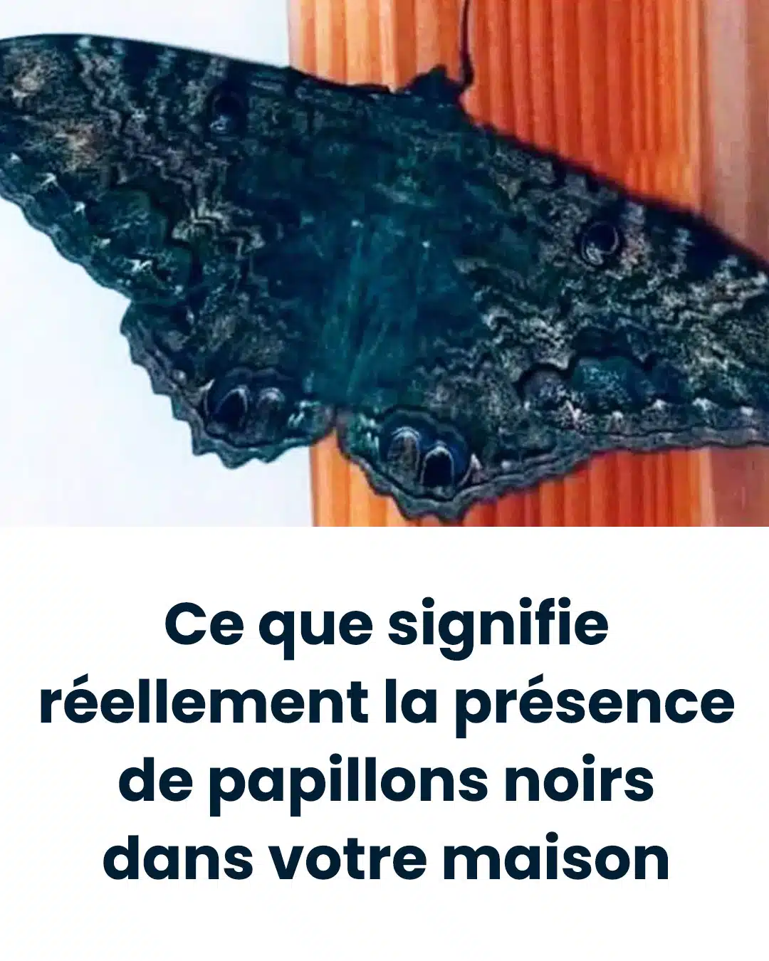Ce que signifie réellement la présence de papillons noirs dans votre maison