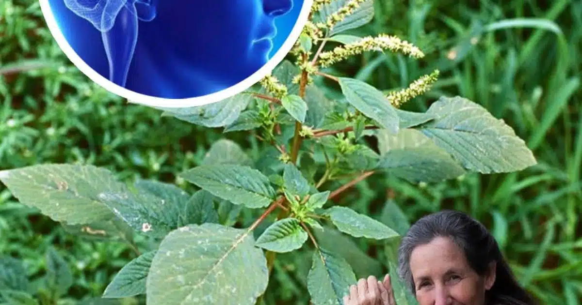 Ce super-aliment est un oxygénateur cérébral souvent négligé