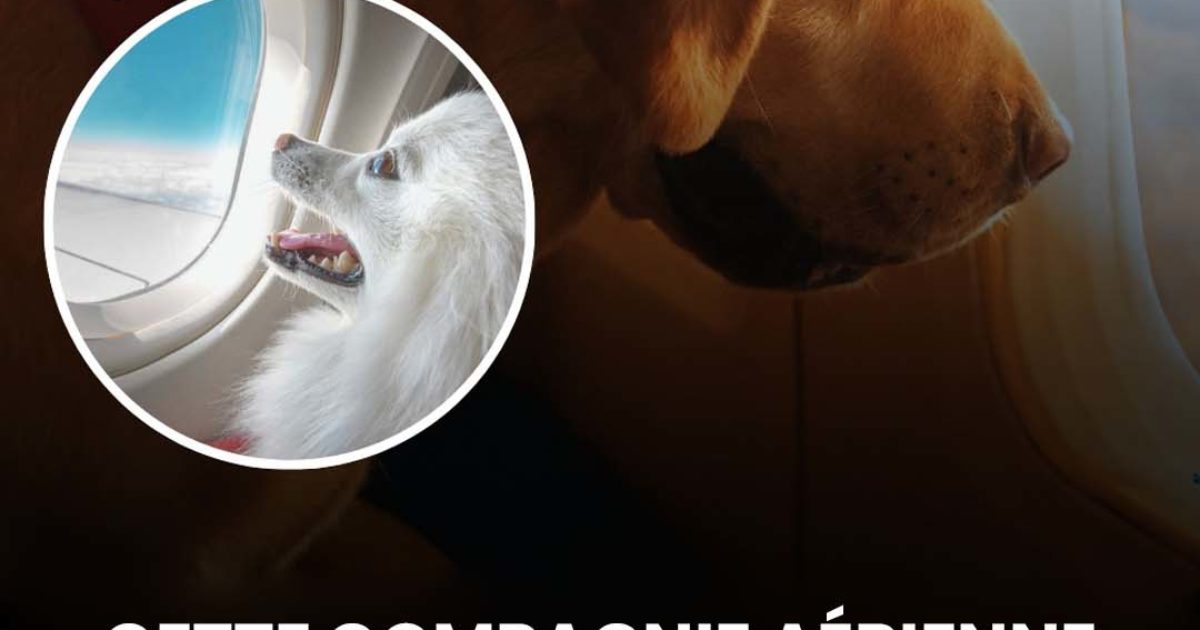 Ces compagnies aériennes qui autorisent les chiens et les chats en cabine