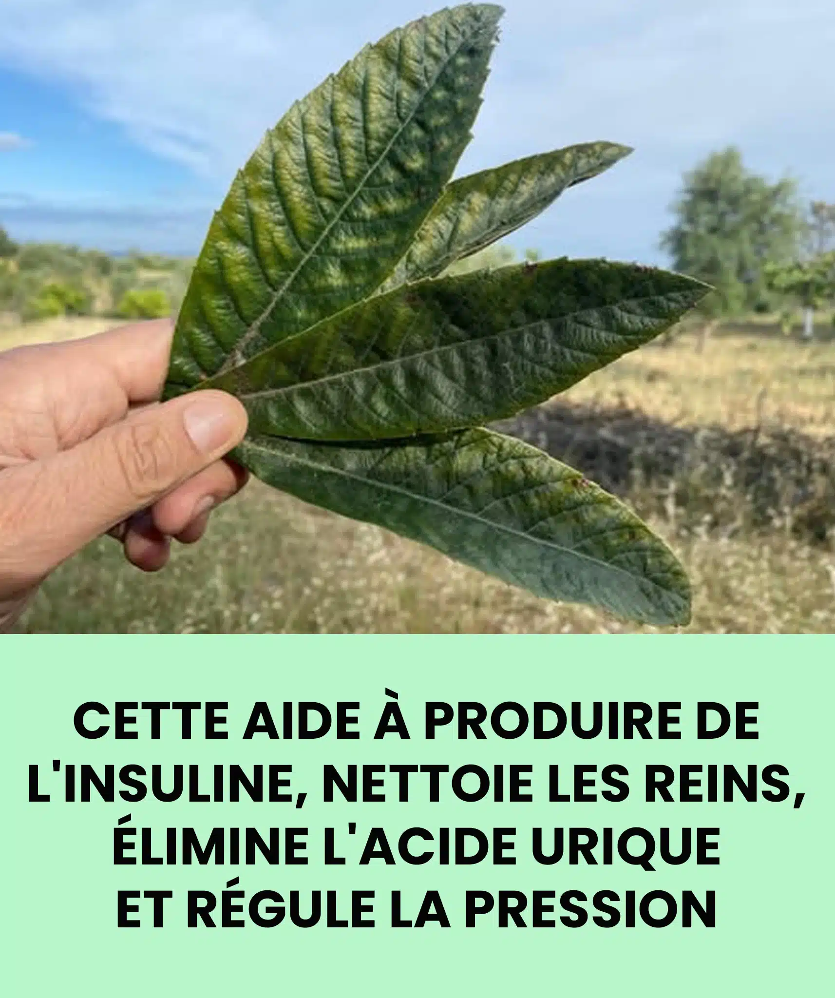 Cette feuille nettoie les reins, élimine l'acide urique et régule la pression artérielle