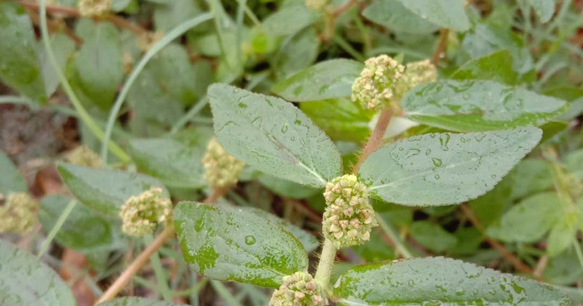 Cette plante méconnue qui pourrait transformer votre santé