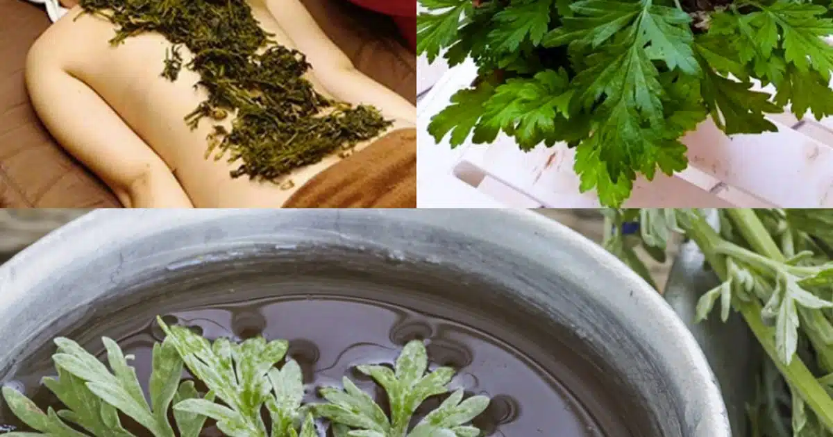 Cette plante souvent ignoré dans le jardin à des bienfaits étonnants