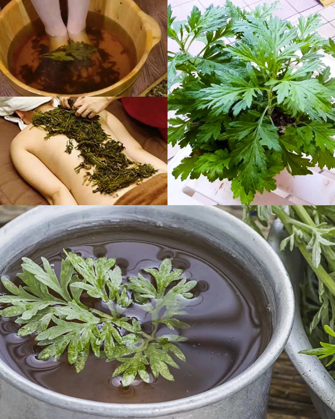 Cette plante souvent ignoré dans le jardin à des bienfaits étonnants