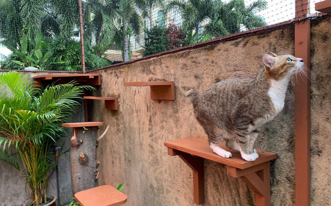 Chat de jardin 