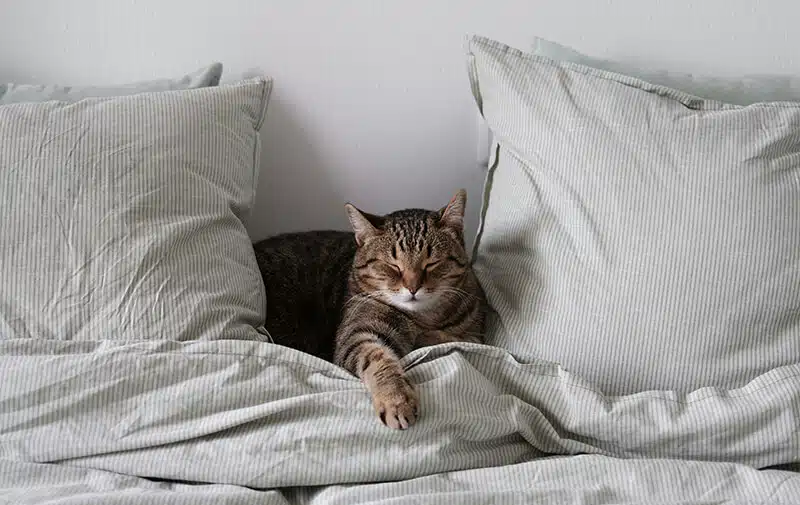 Chat endormi paisiblement sur un lit, près d'un humain
