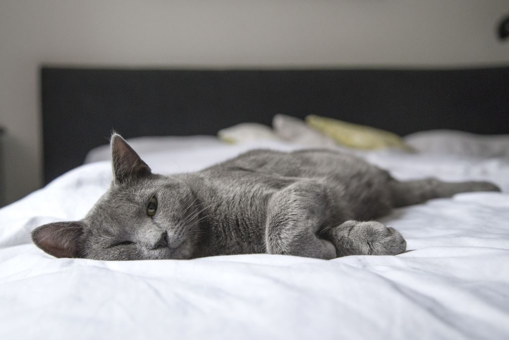 Chat lové dans les couvertures d'un lit