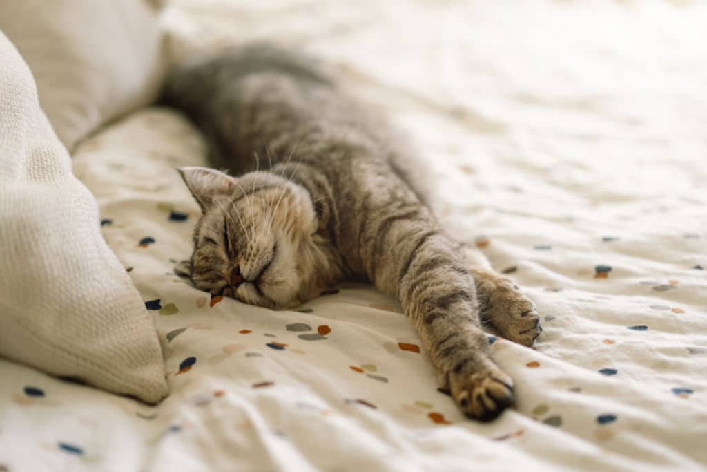 Chat observant la pièce depuis le sommet d'un lit