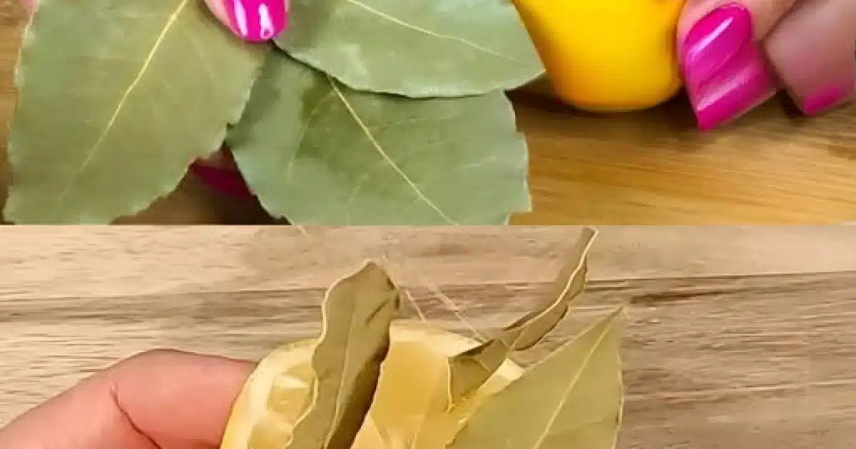 Citron et laurier – une combinaison intéressante