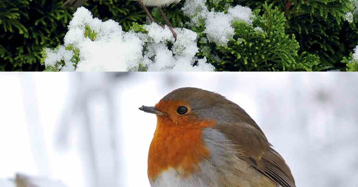 Comment attirer le rouge-gorge dans son jardin ? 5 conseils et astuces