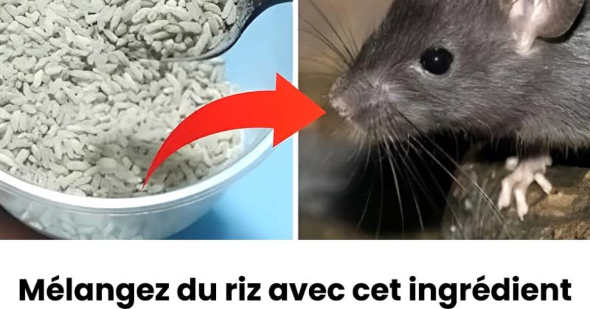 Comment chasser efficacement les souris de la maison