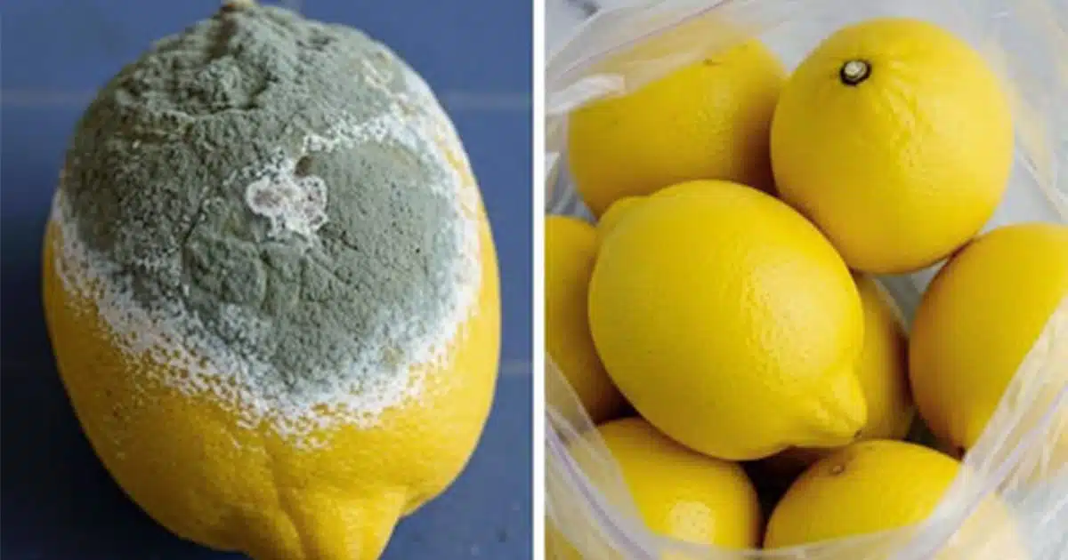 Comment conserver les citrons frais plus longtemps? 4 conseils simples