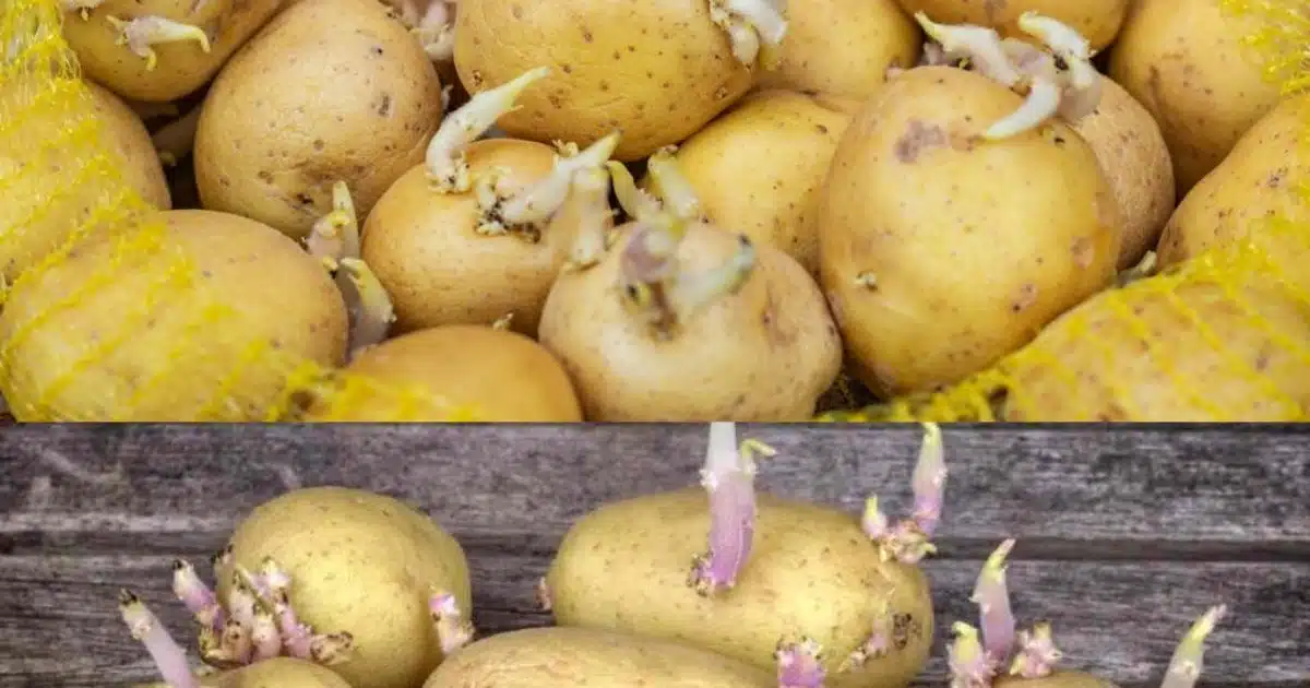 Comment conserver les pommes de terre : 3 astuces pour éviter qu'elles ne germent