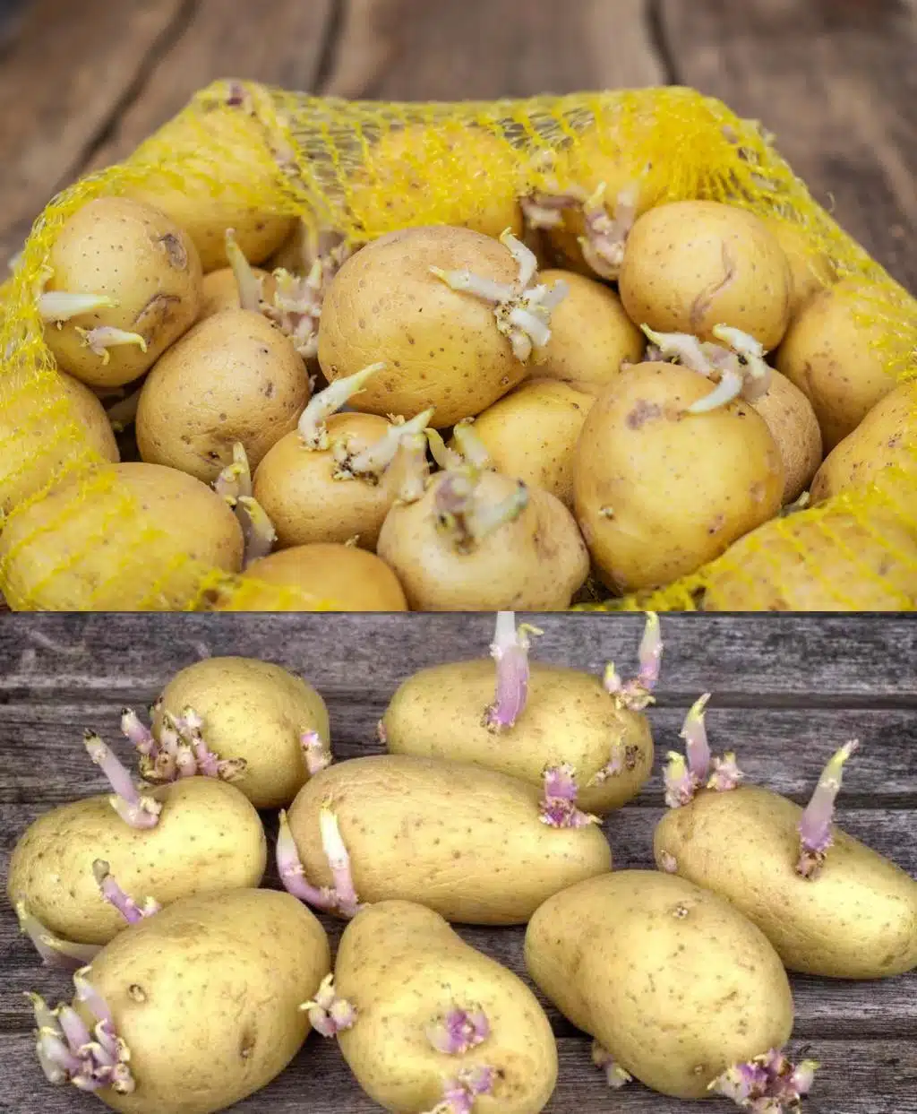 Comment conserver les pommes de terre : 3 astuces pour éviter qu'elles ne germent