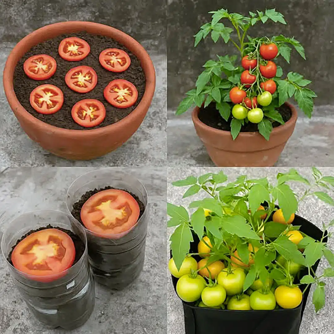 Comment cultiver des tomates à la maison ?