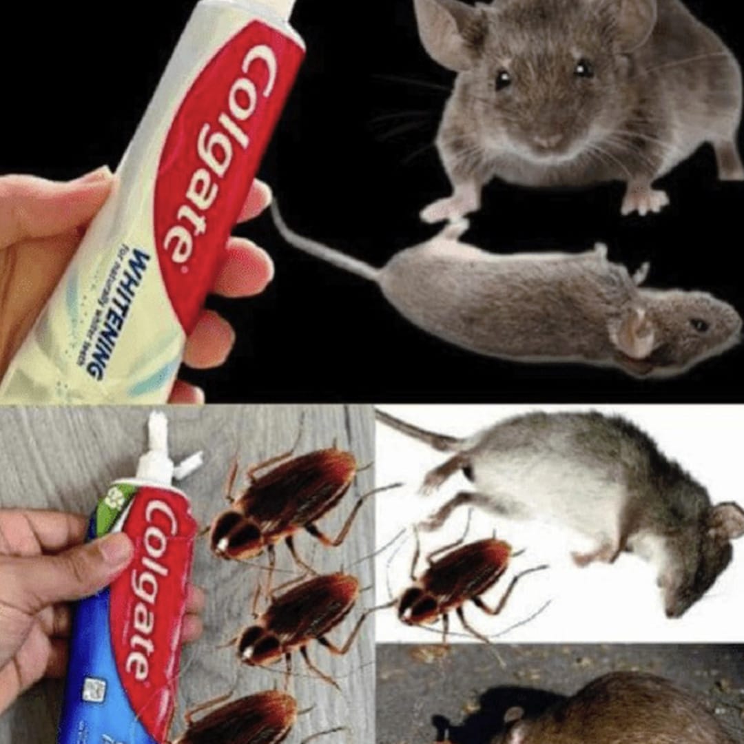 Comment éliminer les cafards et les fourmis avec l’astuce du dentifrice