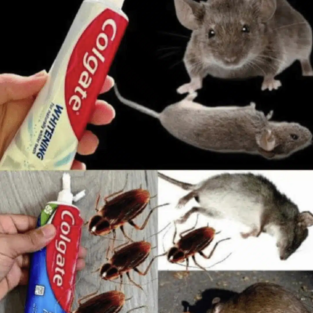 Comment éliminer les cafards et les fourmis avec l’astuce du dentifrice