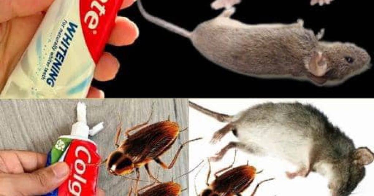 Comment éliminer les cafards et les fourmis avec l'astuce du dentifrice