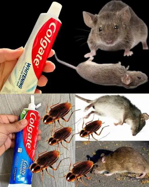 Comment éliminer les cafards et les fourmis avec l'astuce du dentifrice