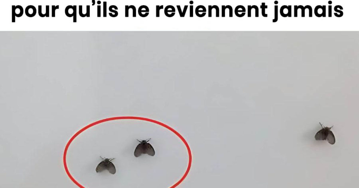 Comment éliminer les insectes de la salle de bain ?