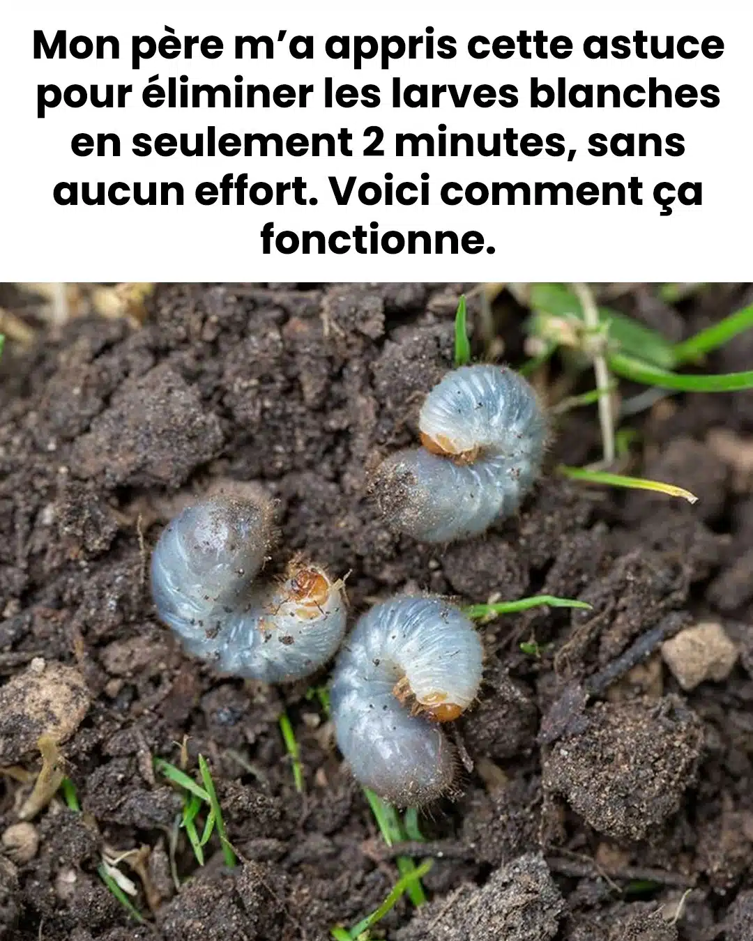 Comment éliminer les larves blanches ?