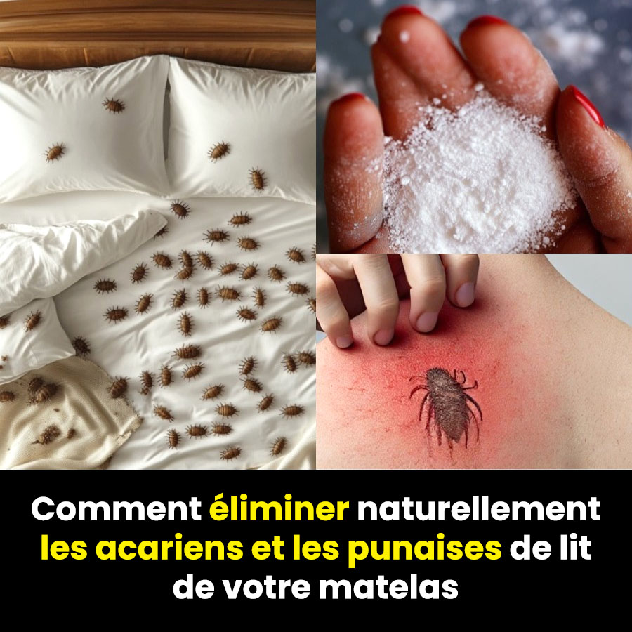 Comment éliminer naturellement les acariens et les punaises de lit de votre matelas