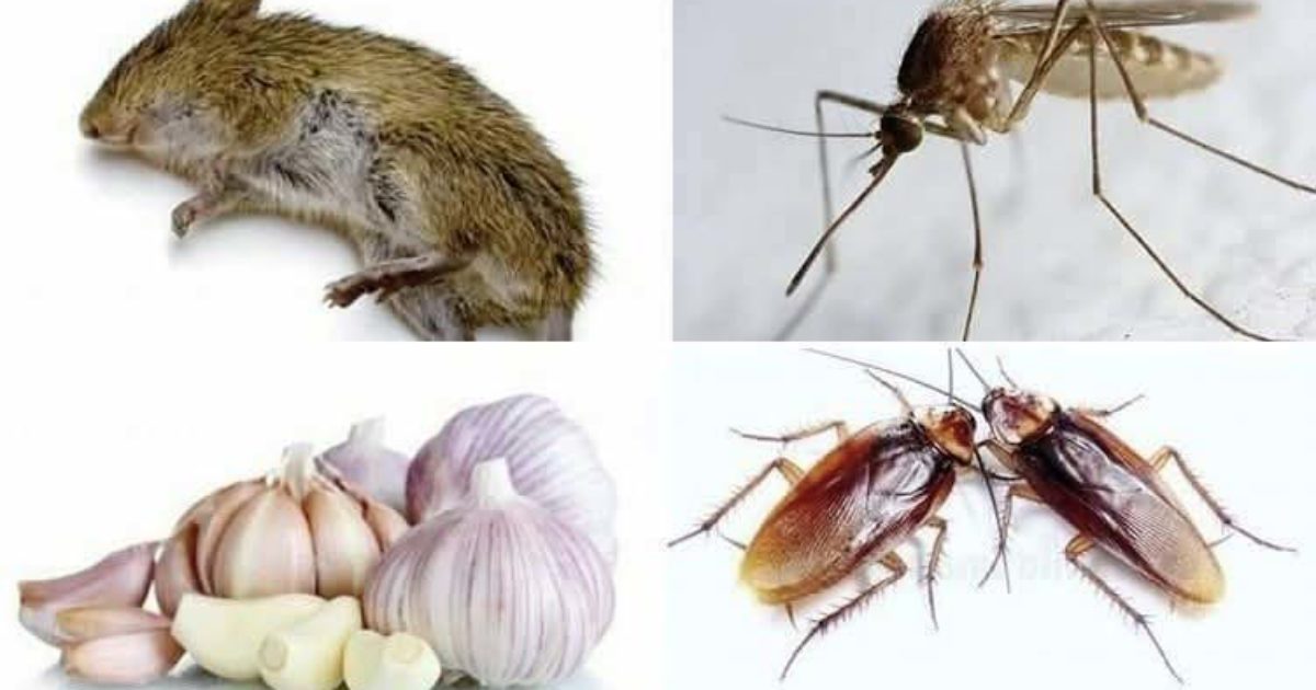 Comment éloigner les rats et insectes de la maison avec de l’ail ?