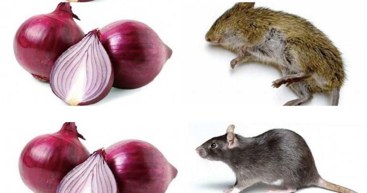 Comment éloigner les rats grâce aux oignons ?