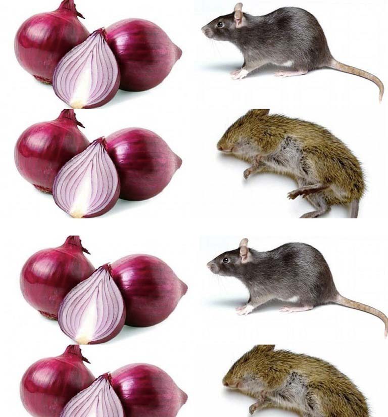 Comment éloigner les rats grâce aux oignons ?
