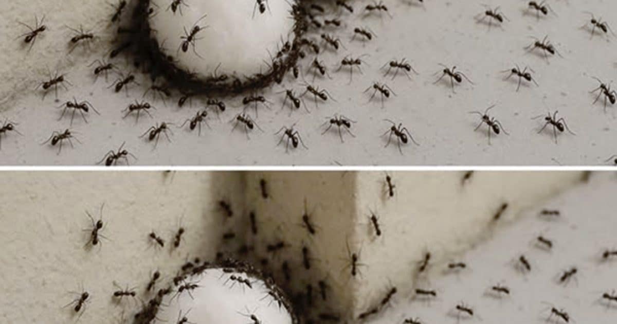 Fourmis dans la maison : 7 astuces infaillibles pour les éliminer et ne plus jamais les revoir