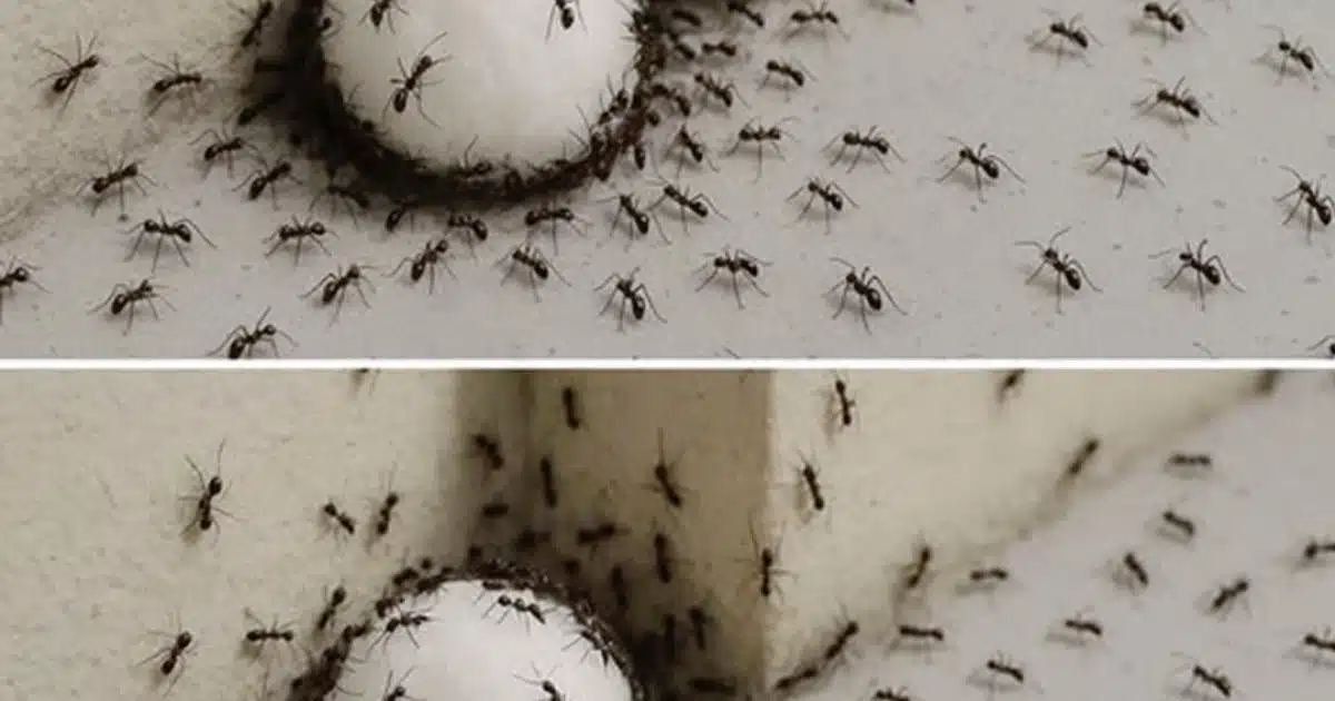 Fourmis dans la maison : 7 astuces infaillibles pour les éliminer et ne plus jamais les revoir