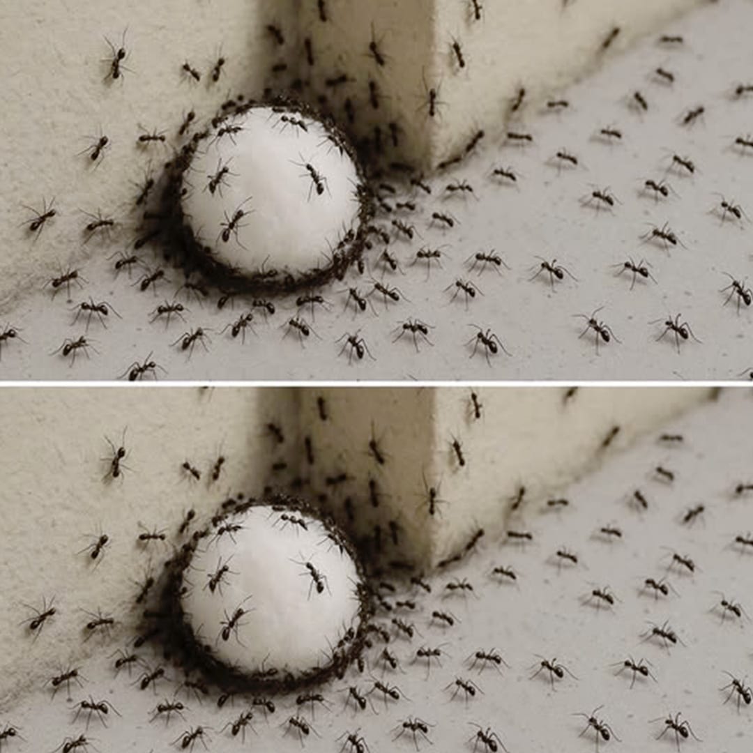 Fourmis dans la maison : 7 astuces infaillibles pour les éliminer et ne plus jamais les revoir