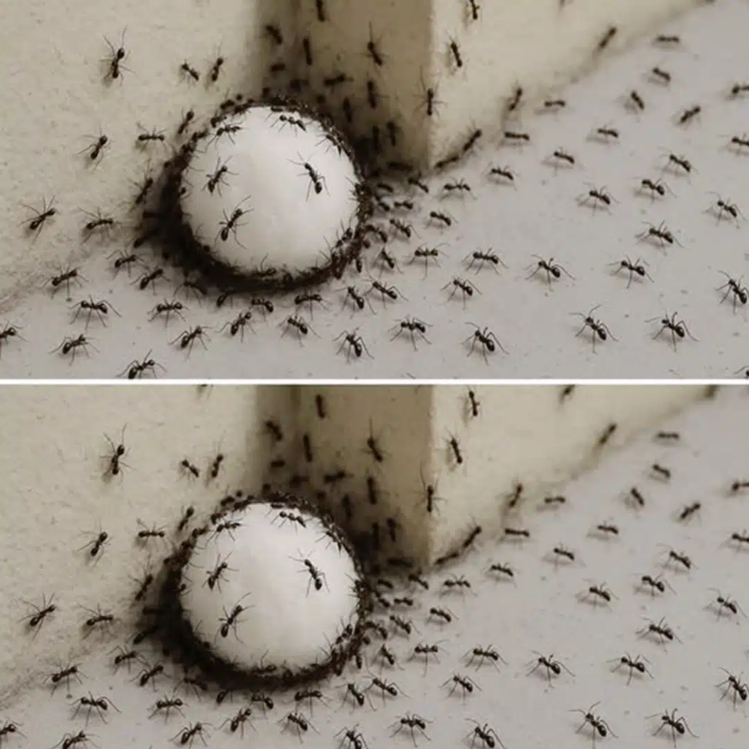 Fourmis dans la maison : 7 astuces infaillibles pour les éliminer et ne plus jamais les revoir