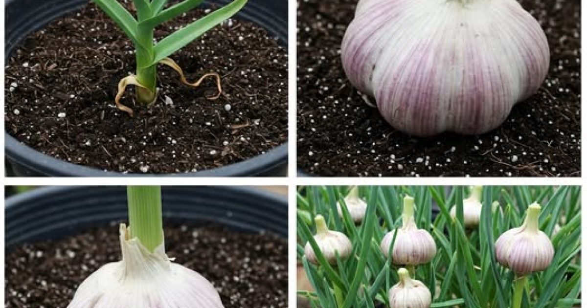 Comment faire pousser de l'ail en pot et ne plus jamais l'acheter