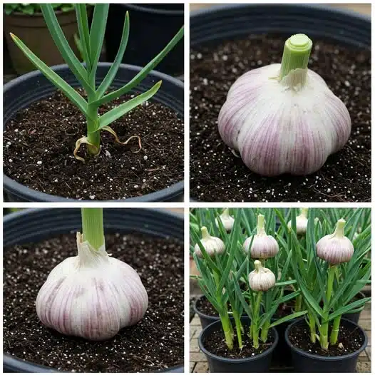 Comment faire pousser de l'ail en pot et ne plus jamais l'acheter