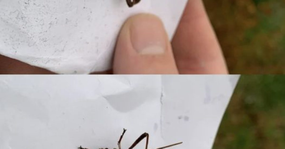 Comment réagir si vous êtes piqué par cet insecte ?