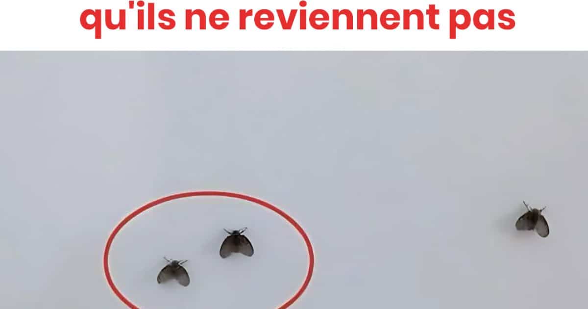 Comment se débarrasser de 10 insectes courants dans la salle de bain