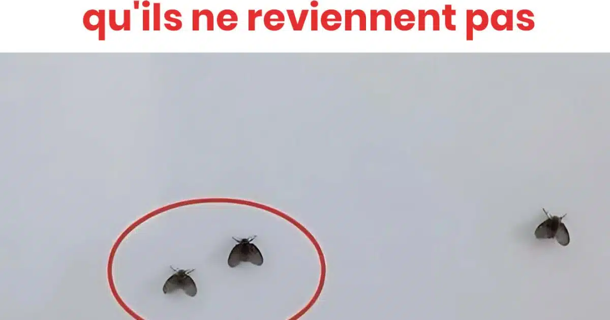 Comment se débarrasser de 10 insectes courants dans la salle de bain