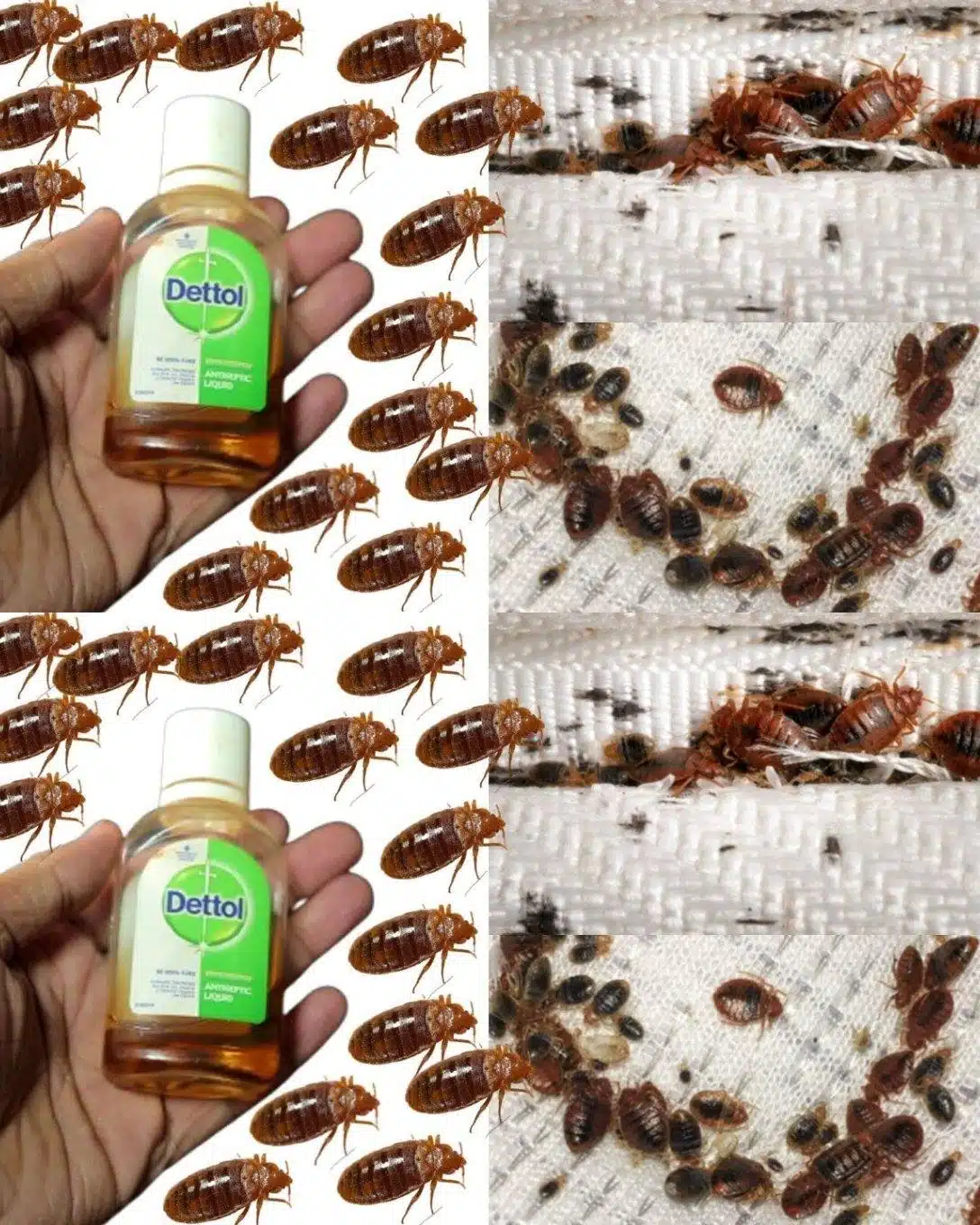 Comment se débarrasser des punaises de lit en 2 minutes ?