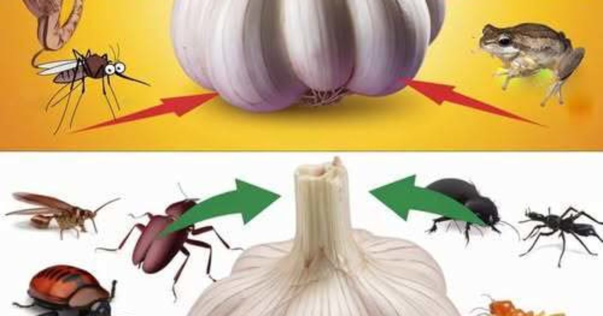 Comment utiliser l’ail pour éloigner les nuisibles : souris, mouches, cafards, poux et lézards