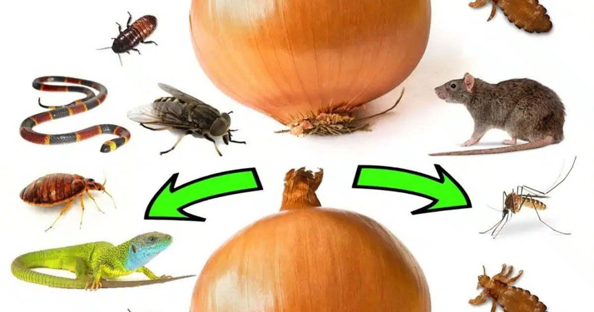 Comment utiliser les oignons pour se débarrasser des nuisibles : rats, mouches, poux, insectes, lézards, moustiques et cafards