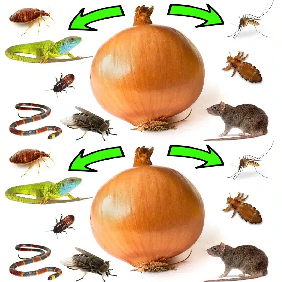 Comment utiliser les oignons pour se débarrasser des nuisibles : rats, mouches, poux, insectes, lézards, moustiques et cafards