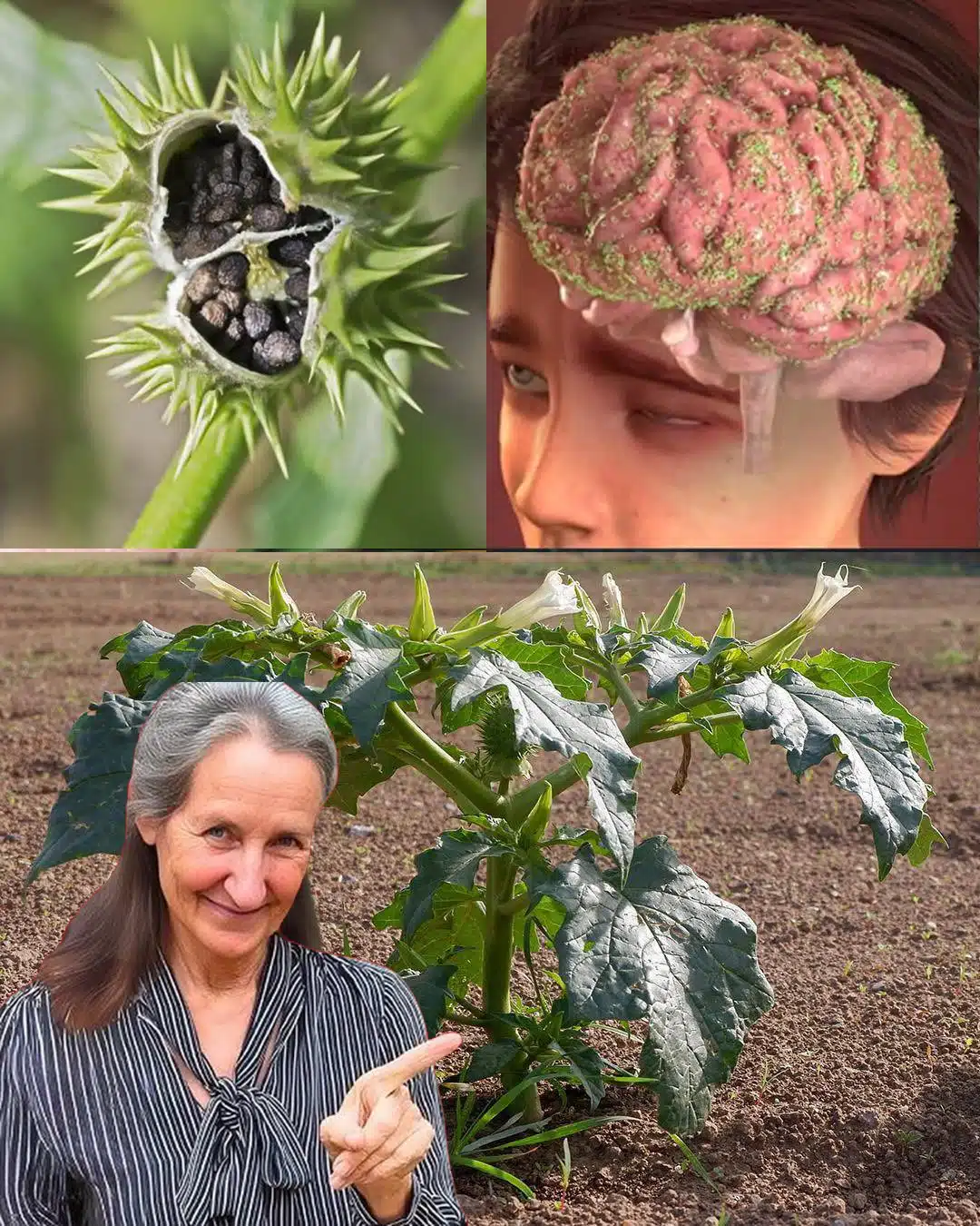 Connaissez-vous la pomme épineuse ?