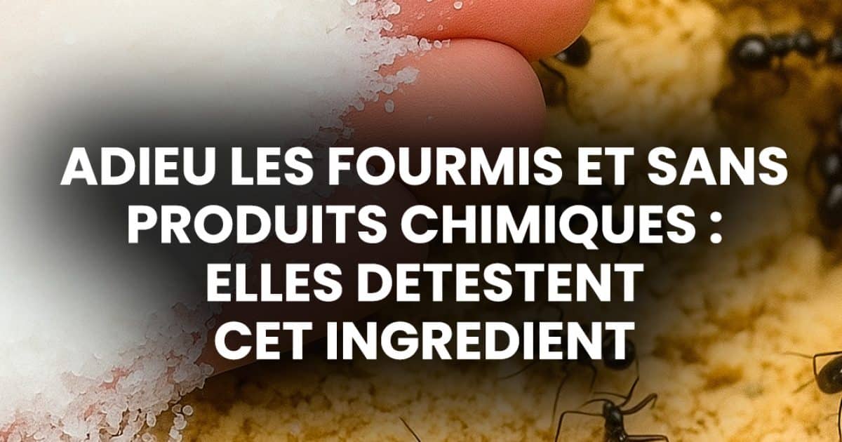 Débarrassez-vous des fourmis sans utiliser de produits chimiques : elles détestent cet ingrédient naturel