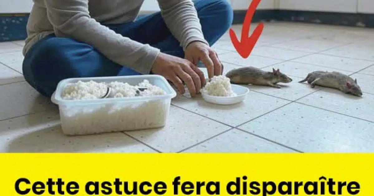 Débarrassez-vous des rats et des cafards en appliquant ceci