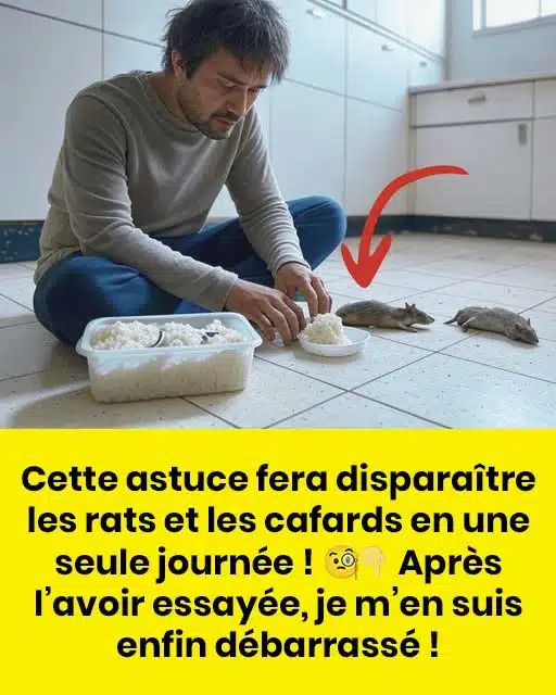 Débarrassez-vous des rats et des cafards en appliquant ceci